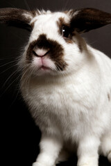 Spring Bunny Portraits 