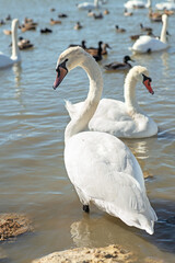 white wild beautiful swan posing in  lake at sunny day. close up. Crimea, Russia