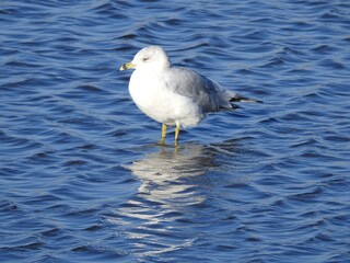 A ring-billed gull, standing in the shallow, wetland waters of the Edwin B. Forsythe National Wildlife Refuge, Galloway, New Jersey. 