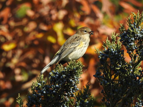 A hungry, yellow-rumped warbler, perched on a juniper branch, with a bluish berry in its beak, the edible, soft cone of the eastern red cedar. Edwin B. Forsythe National Wildlife Refuge, New Jersey.