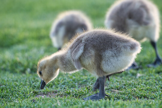Curious Gosling Feeding on Fresh Green Grass. A fluffy young gosling pecks at grass in soft morning light. The shallow depth of field highlights the bird&rsquo;s delicate details and natural spring setting.