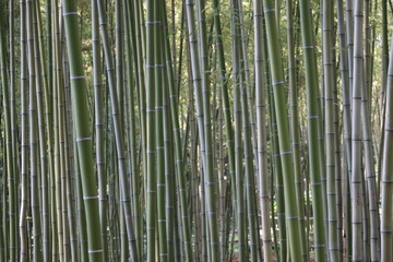 Green bamboo fence texture, bamboo background. bamboo forest pattern. Green bamboo fence backdrop and pattern. 