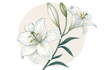 Elegant White Lily Flower Illustration – Botanical Art of Blooming Lily
