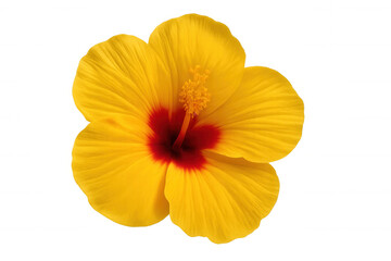 Yellow hibiscus flower with a vibrant red center, creating tropical beauty, isolated on transparent background