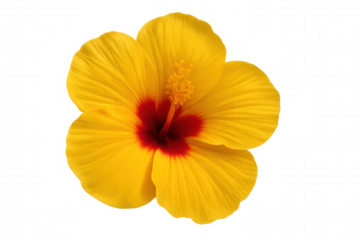 Yellow hibiscus flower with a vibrant red center, creating tropical beauty, isolated on transparent background
