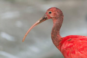 Scarlet Ibis (Eudocimus ruber) — close-up portrait showing the vivid red plumage and long curved bill of this striking bird, a captive animal.