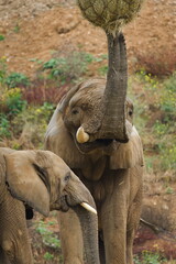 African elephant (Loxodonta africana) feeding with trunk raised. Zoo Lesna Zlin in Czech republic.  © czjonyyy