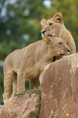 African Lions (Panthera leo) — two young siblings affectionately cuddling; captive animals. Zoo Zlin Lesna in Czech republic.