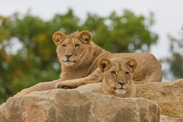 Lions (Panthera leo) resting on rocks, young pair in zoo enclosure. Zoo Zlin Lesna in Czech republic.
