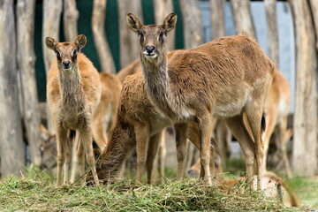 Nile Lechwe (Kobus megaceros) female with young grazing in zoo enclosure — captive animals. Zoo Zlin Lesna in Czech republic.