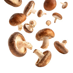 Fresh Shiitake Mushrooms Floating on White Background