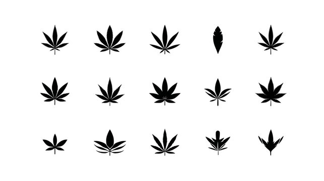 Set of diverse cannabis leaf icons. Black silhouettes of hemp and marijuana plants on white background, representing herbal and natural design elements.