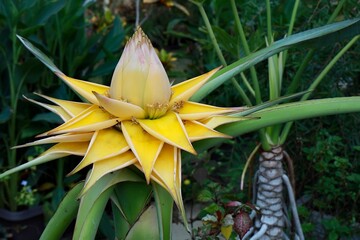 Obraz premium チュウキンレン（地湧金蓮）の花