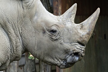 White rhinoceros (Ceratotherium simum) close-up head portrait. Zoo Zlin Lesna in Czech republic.