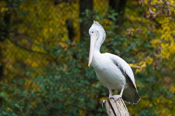 Unidentified pelican (Pelecanus sp.) standing on a log in a zoo enclosure. Zoo Zlin Lesna in Czech republic.