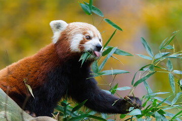 Red panda (Ailurus fulgens) eating bamboo leaves in autumn light in ZOO Lesna Zlin in Czech republic. Funny animal photo with visible tongue.