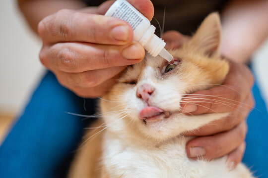 Close up of a person administering eye drops to a cat at home. Veterinary care, pet health, animal treatment, eye infection remedy, domestic cat care, and responsible pet ownership