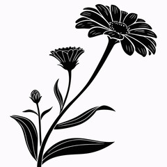 Elegant black silhouette of a blooming gerbera daisy flower and bud on a stem