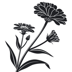 Elegant black silhouette of daisy flowers and buds on white background