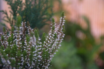 Blossom of white Calluna (common heather, ling, or simply heather, calluna vulgaris), Chrismas decoration