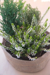 Blossom of white Calluna (common heather, ling, or simply heather, calluna vulgaris), Chrismas...
