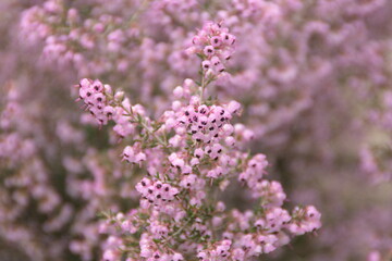 Erica carnea in bloom,  pink flowers, the winter heath, winter-flowering heather, spring or alpine heath,  species of flowering plant in the family Ericaceae