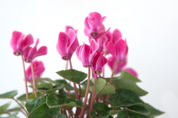 Fototapeta premium Pink flowers of Cyclamen persicum, the Persian cyclamen, is a species of flowering herbaceous perennial plant