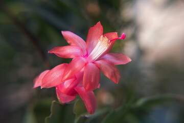 Schlumbergera Truncata in bloom,  with red pink flowers,  Flor de Maio (May flower),  Christmas cactus, Thanksgiving cactus, crab cactus and holiday cactus

