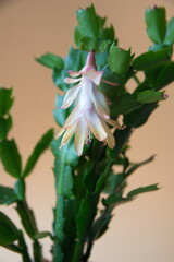 Schlumbergera Truncata in bloom,  with yellow pink flowers,  Flor de Maio (May flower),  Christmas cactus, Thanksgiving cactus, crab cactus and holiday cactus
