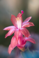 Schlumbergera Truncata in bloom,  with red pink flowers,  Flor de Maio (May flower),  Christmas cactus, Thanksgiving cactus, crab cactus and holiday cactus
