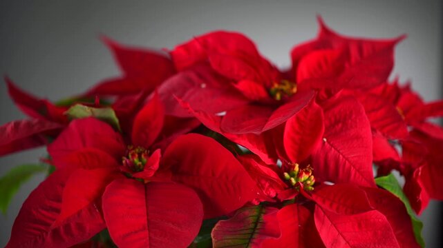 Poinsettia Christmas star flower plant rotating on grey, close up. Euphorbia Pulcherrima, or Nochebuena. Christmas Star flower rotating over grey background, border design