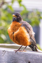 Cute American Robin Closeup