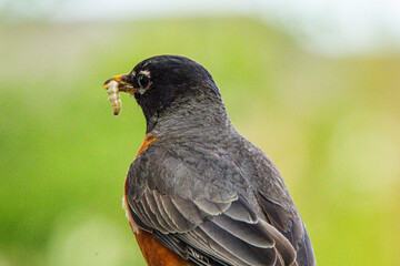 Cute American Robin Closeup