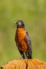 Cute American Robin Closeup