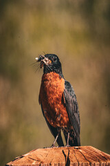 Cute American Robin Closeup