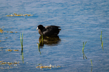 Black duck in lake
