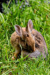Cute Hare Bunny 