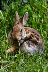 Cute Hare Bunny 