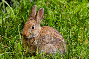 Cute Hare Bunny 