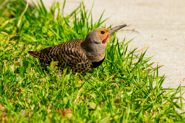 Obraz premium Northern Flicker Bird
