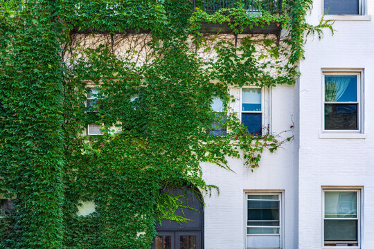 Harmonious contrast: Lush green vines against a bright white building wall in Brookline, Massachusetts, USA