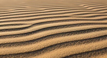 Fototapeta premium Smooth sand dunes exhibiting ripple patterns, sand texture background