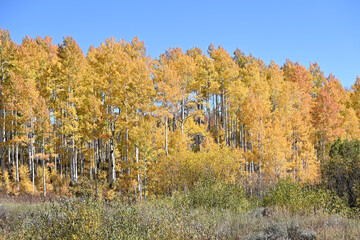 Colorful Trees in the Fall