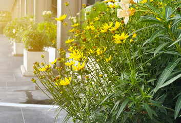 Modern Building Entrance with Vibrant Yellow Flowers and Greenery
