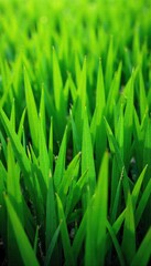 Vibrant Lush Green Grass Background Perfect Spring & Summer Imagery for Websites, Presentations, and More