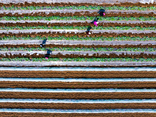 Farmers are working in the watermelon field.