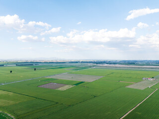 Wheat is growing in the field ,The wheat fields are under the blue sky and white clouds