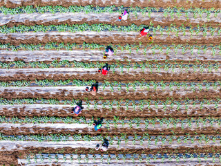 Farmers are working in the watermelon field.