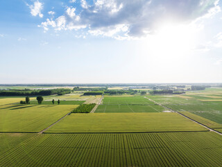 Wheat is growing in the field ,The wheat fields are under the blue sky and white clouds