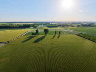 Wheat is growing in the field ,The wheat fields are under the blue sky and white clouds